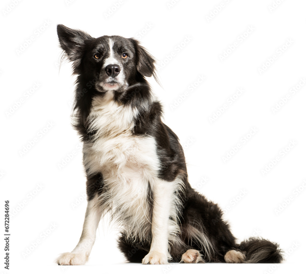 Black and white Border collie Dog sitting in front of the camera, cut out Black and white Border collie Dog sitting in front of the camera, cut out