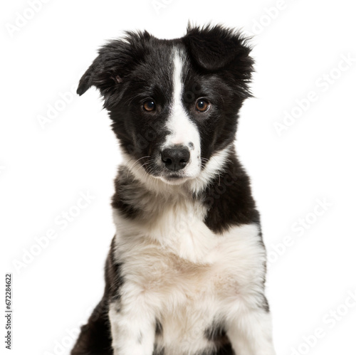 Close-up of a puppy border collie, Isolated