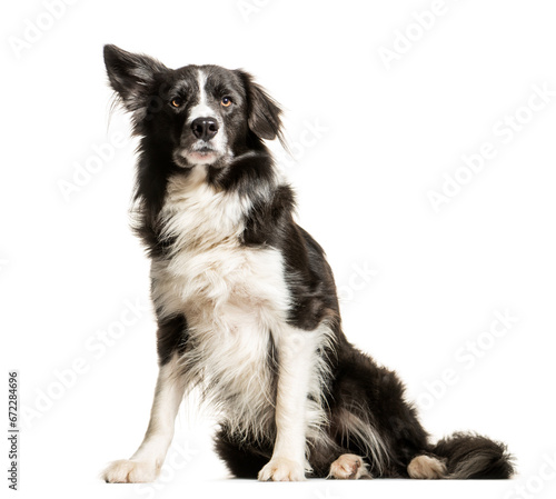 Black and white Border collie Dog sitting in front of the camera  cut out