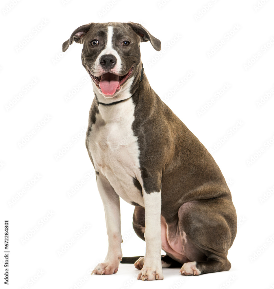 American Staffordshire Terrier dog sitting and panting, cut out