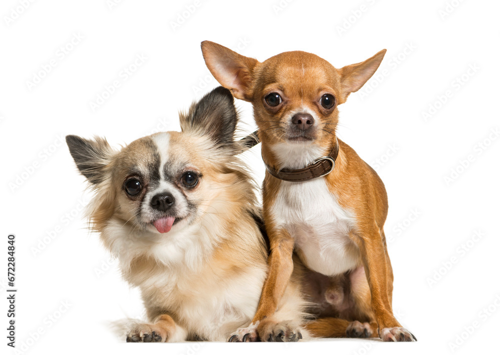 Two Chihuahua Dogs sitting together, cut out