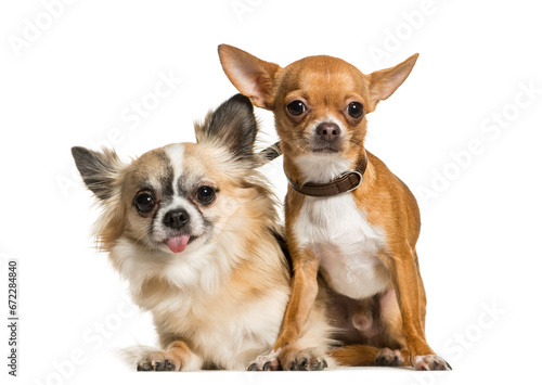 Two Chihuahua Dogs sitting together, cut out © Eric Isselée