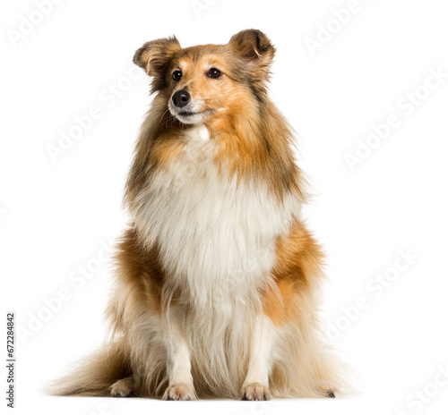 Cute Sitting Sheltie Dog, cut out © Eric Isselée