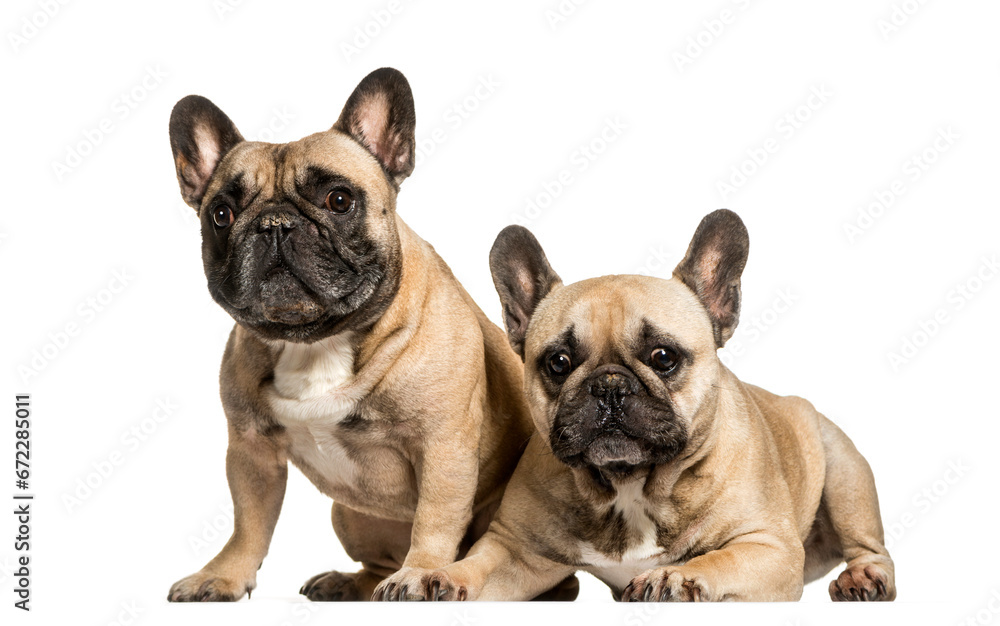 Two lying down French bulldog dogs, cut out
