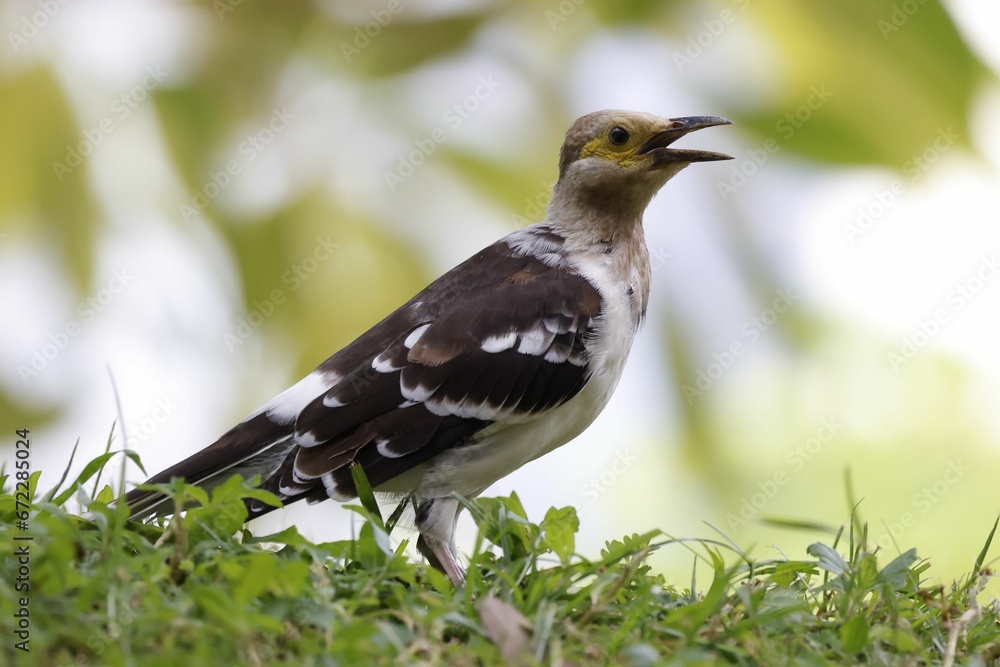 Black-collared starling with its beak open, perched on the grass Black-collared starling with its beak open, perched on the grass
