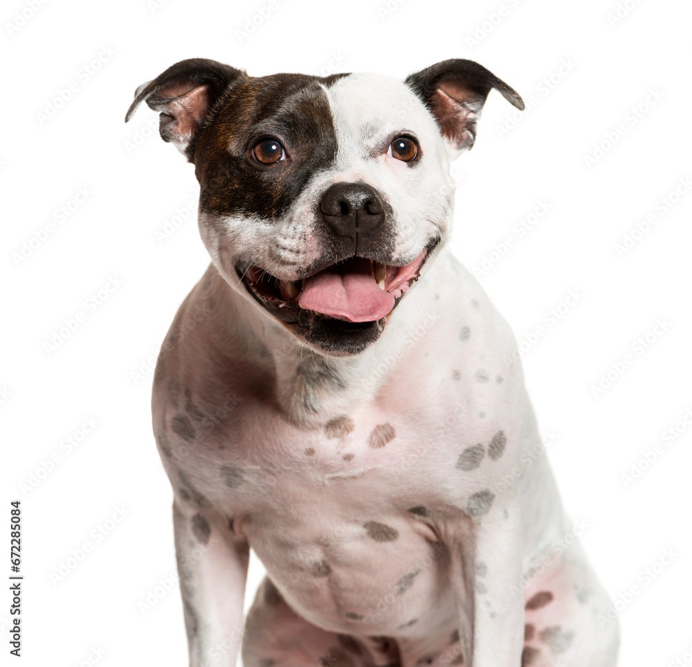 Close-up of a mixed-breed Dog panting, cut out