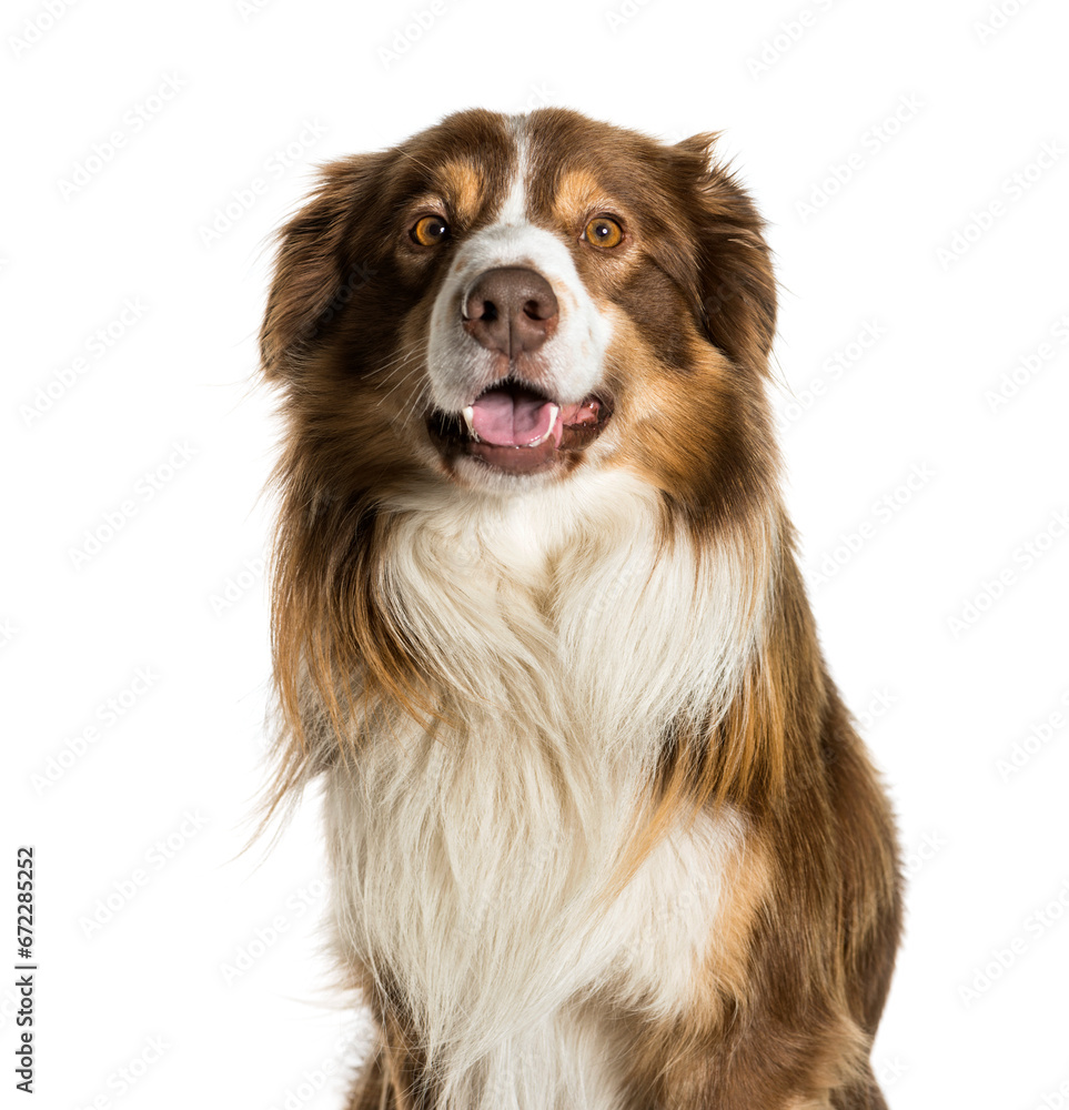 Close-up of Border collie panting, isolated