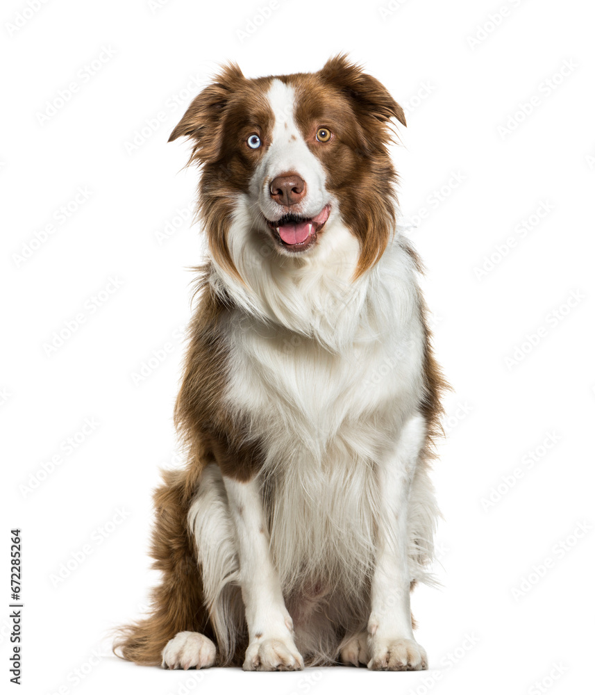 Sitting Border Collie panting, isolated