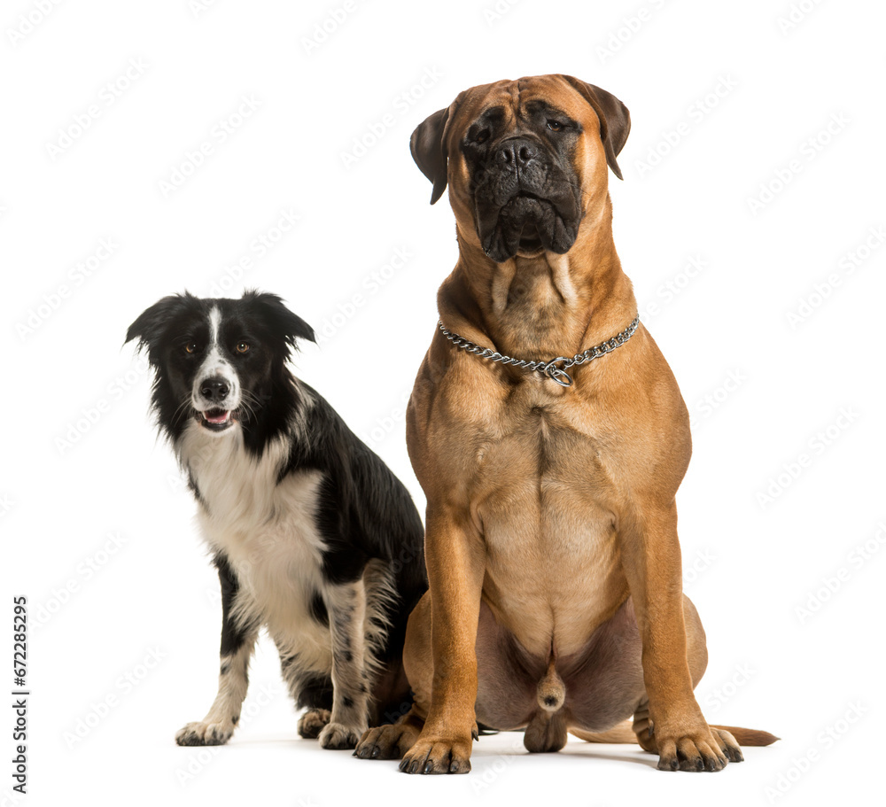 Obraz premium Two dogs sitting together, cut out