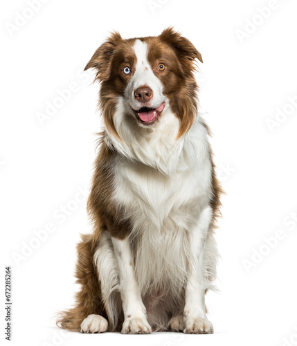 Sitting Border Collie panting, isolated