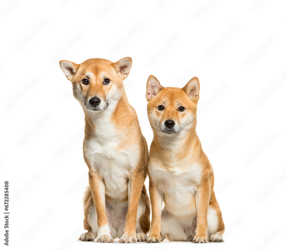 Two Shiba Inu Dogs Sitting together, cut out