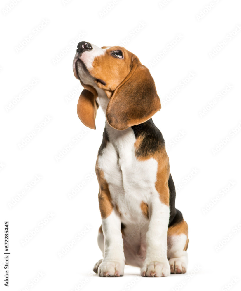 Sitting beagle looking up in front of white background