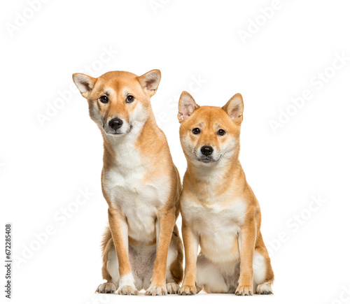 Wallpaper Mural Two Shiba Inu Dogs Sitting together, cut out Torontodigital.ca