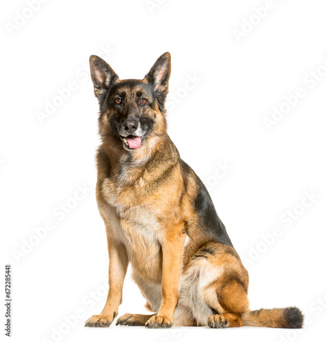 Fototapeta Naklejka Na Ścianę i Meble -  sitting German Shepherd Dog panting, cut out