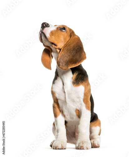 Sitting beagle looking up in front of white background