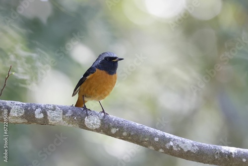 a small bird perched on a tree branch in the daytime