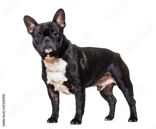 Standing French bulldog dog, cut out © Eric Isselée