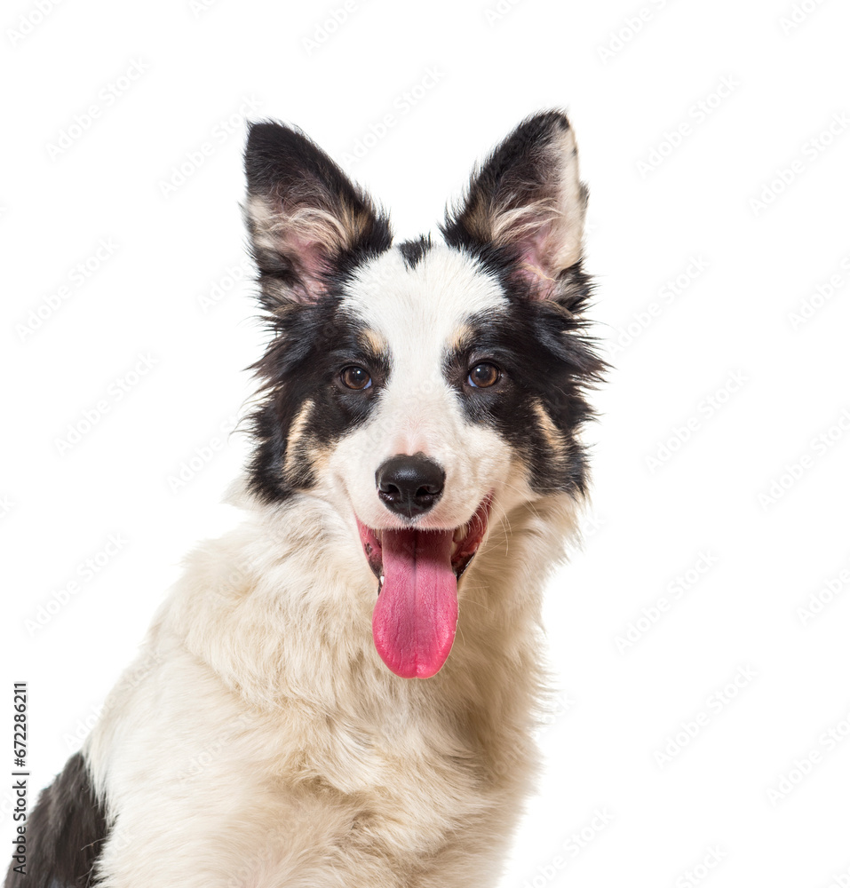 Close-up of a Border Collie Dog panting, cut out