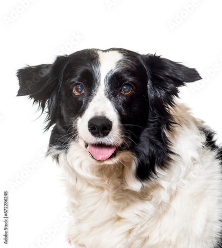 Close-up of a Border Collie Dog panting, cut out © Eric Isselée