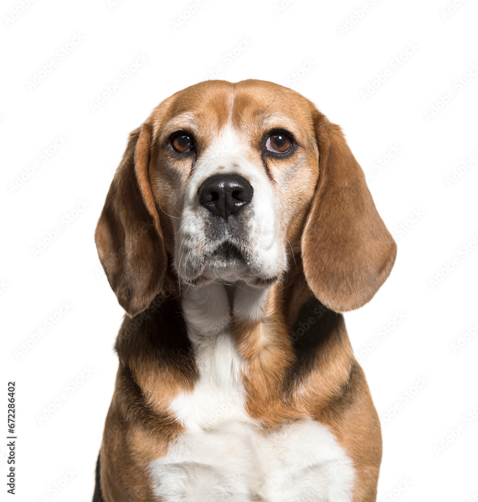 Close-up of a cute Beagle Dog, cut-out