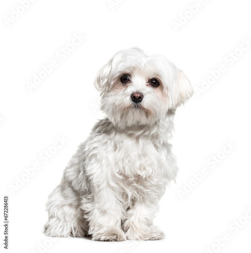 Fototapeta Naklejka Na Ścianę i Meble -  Maltese dog sitting, cut out