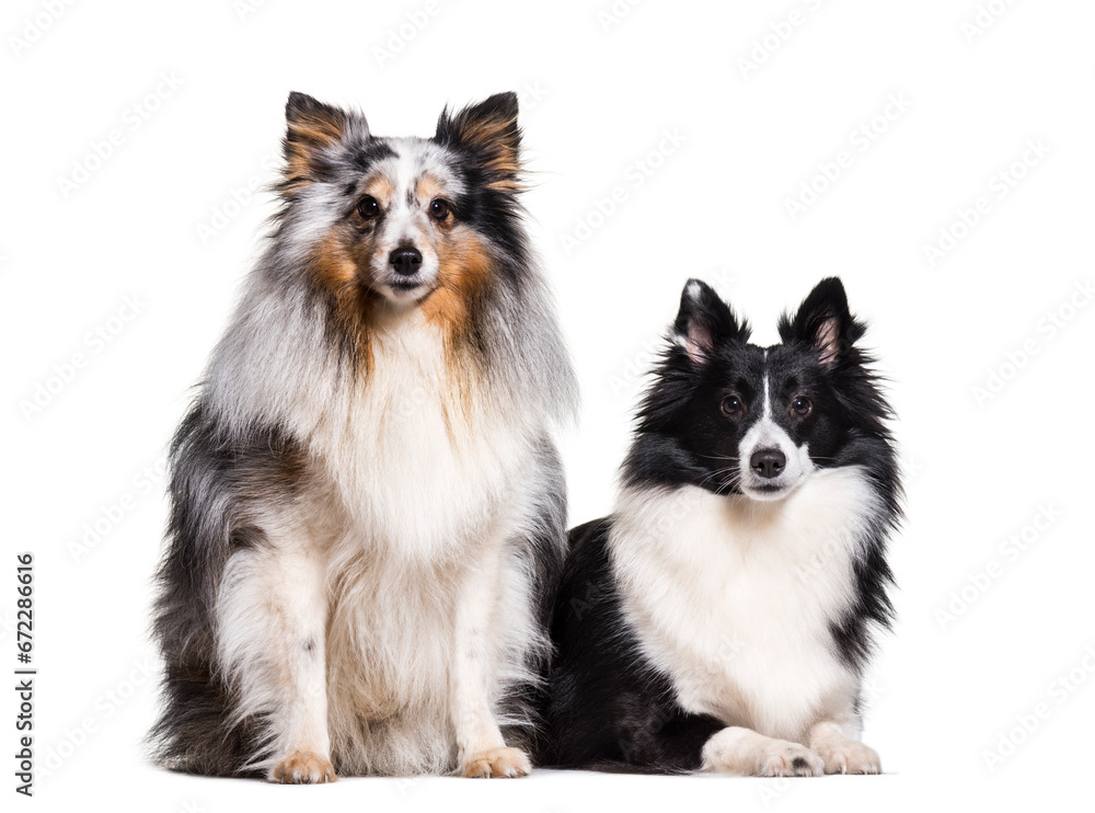 two Sheltie Dogs sitting together in a raw, cut out