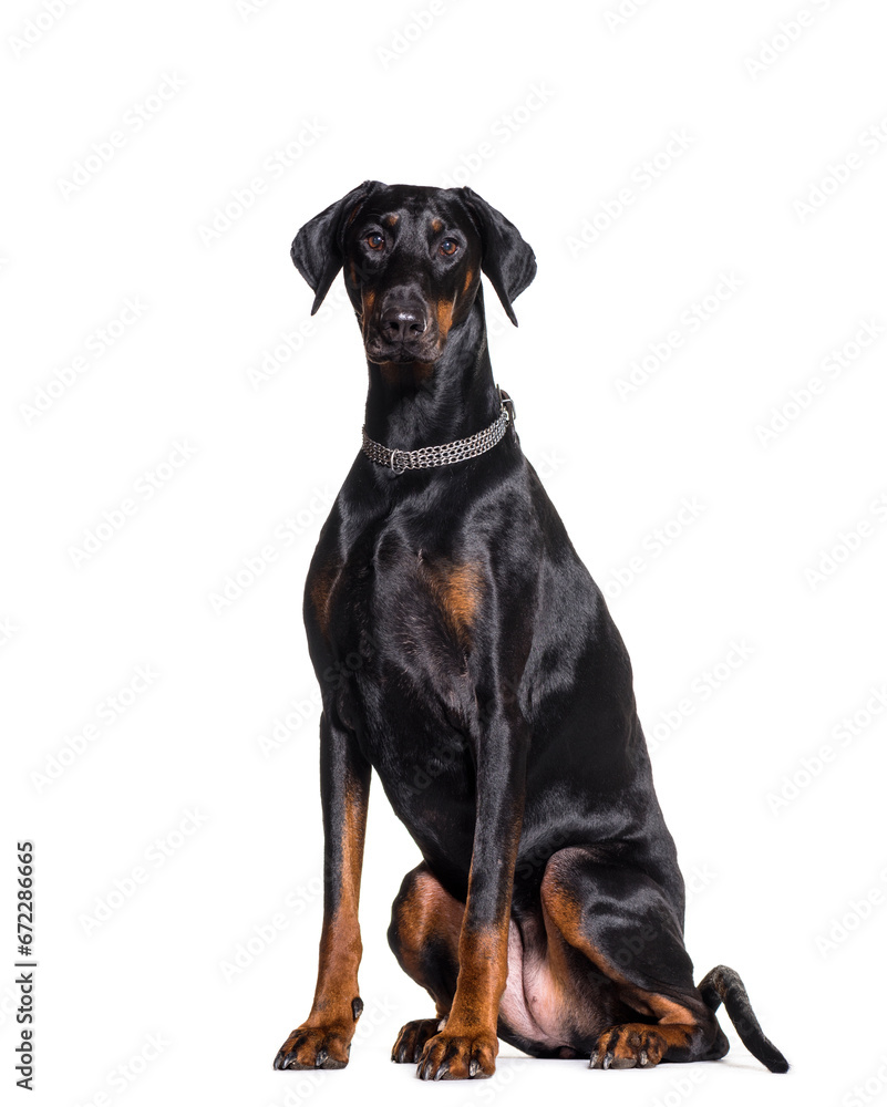 Sitting Dobermann Dog wearing a collar, cut out