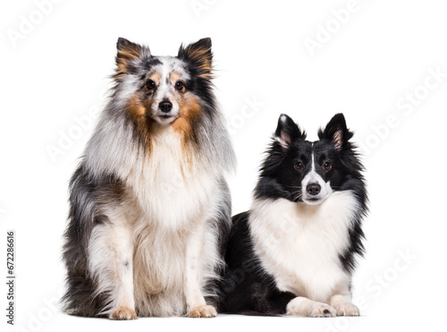 two Sheltie Dogs sitting together in a raw, cut out