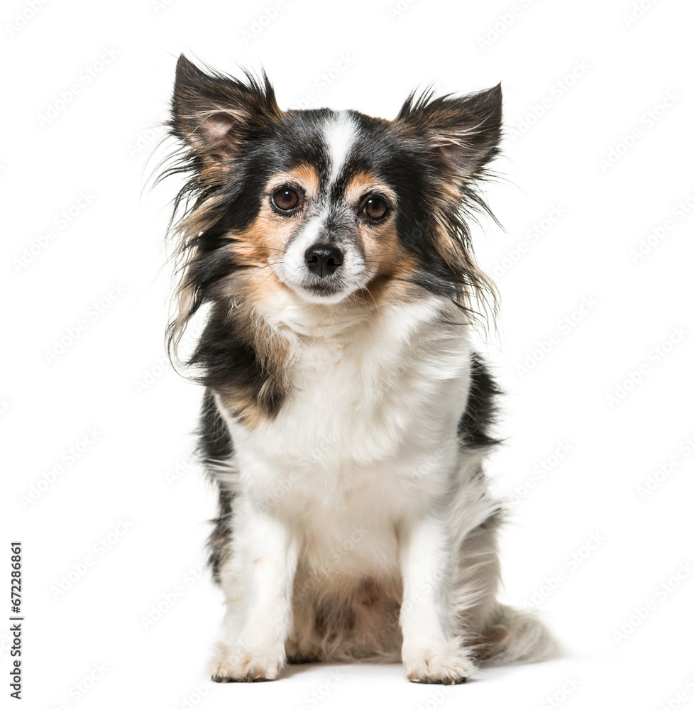 Mixed-breed Dog sitting in front of white background Mixed-breed Dog sitting in front of white background