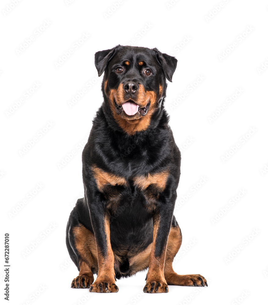 Sitting and panting Rottweiler Dog, cut out