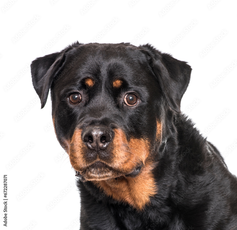 Close-up of a Rottweiler Dog, cut out