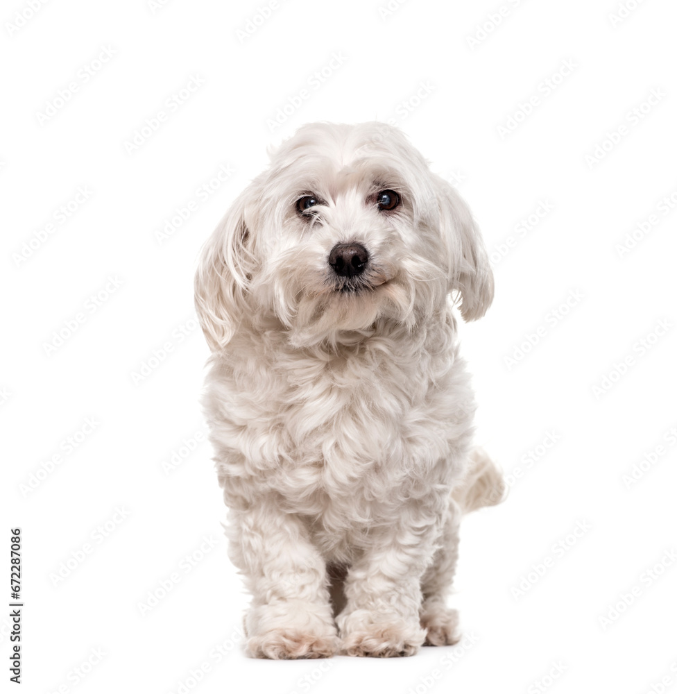 Obraz premium Maltese dog standing, cut out