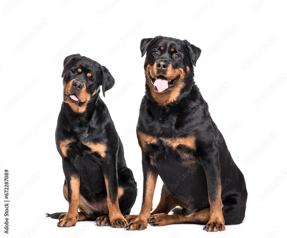 Two Rottweiler Dogs Sitting together and panting , cut out Two Rottweiler Dogs Sitting together and panting , cut out