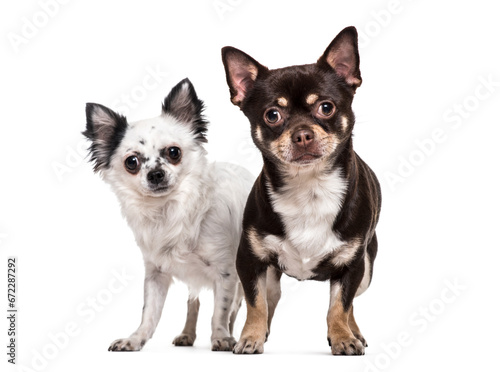 Two Chihuahua Dogs sitting together, cut out