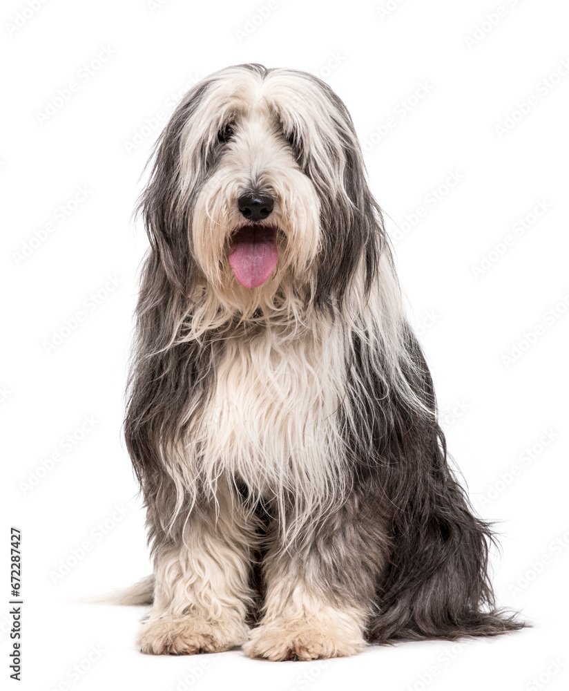 Sitting Bearded Collie Dog panting, cut out