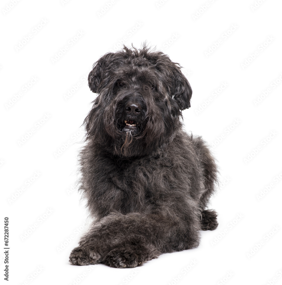 Lying down Bouvier des Flandres Dog, cut out Lying down Bouvier des Flandres Dog, cut out
