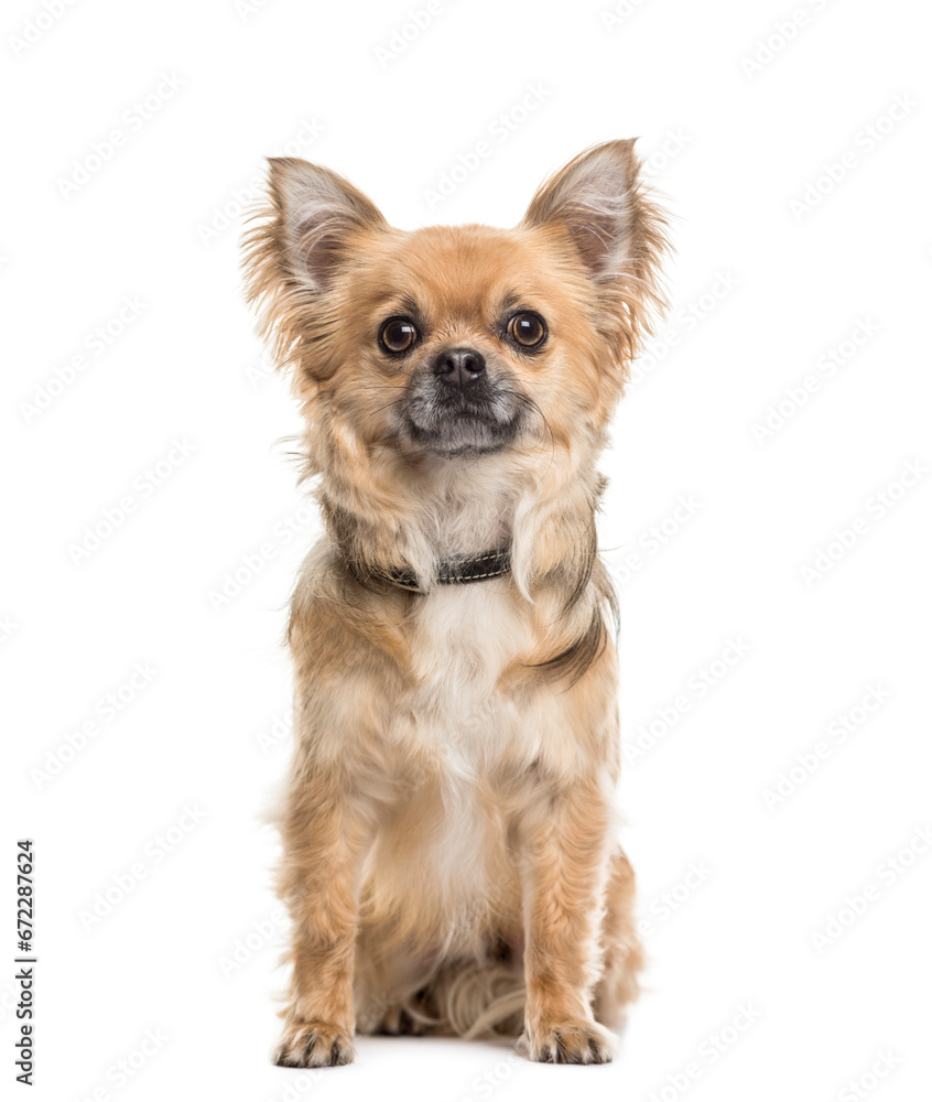 Portrait of a Chihuahua dog sitting in front of a white background Portrait of a Chihuahua dog sitting in front of a white background