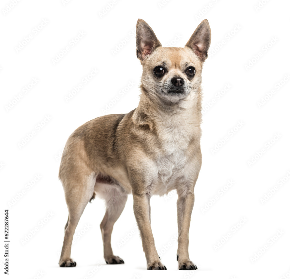 Mixed-breed dog standing, cut out Mixed-breed dog standing, cut out