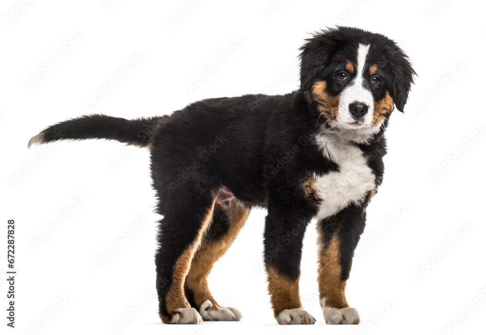 Standing Bernese Mountain Dog, pet, cut out