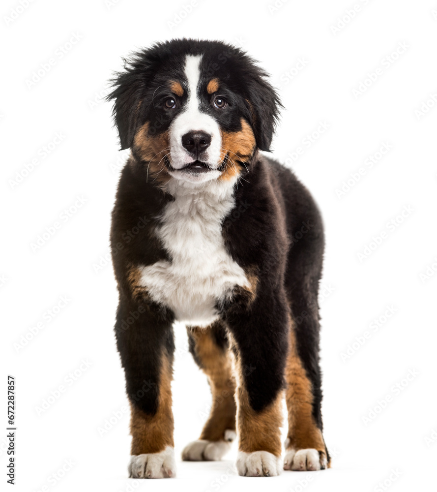 Standing Bernese Mountain Dog, pet, cut out