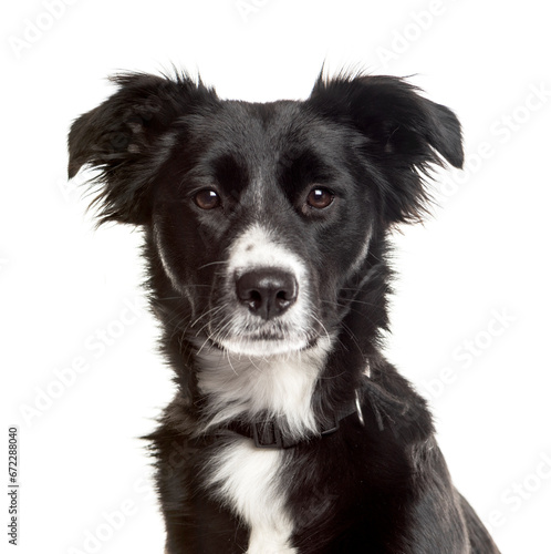 Close-up of a Border Collie Dog  cut out