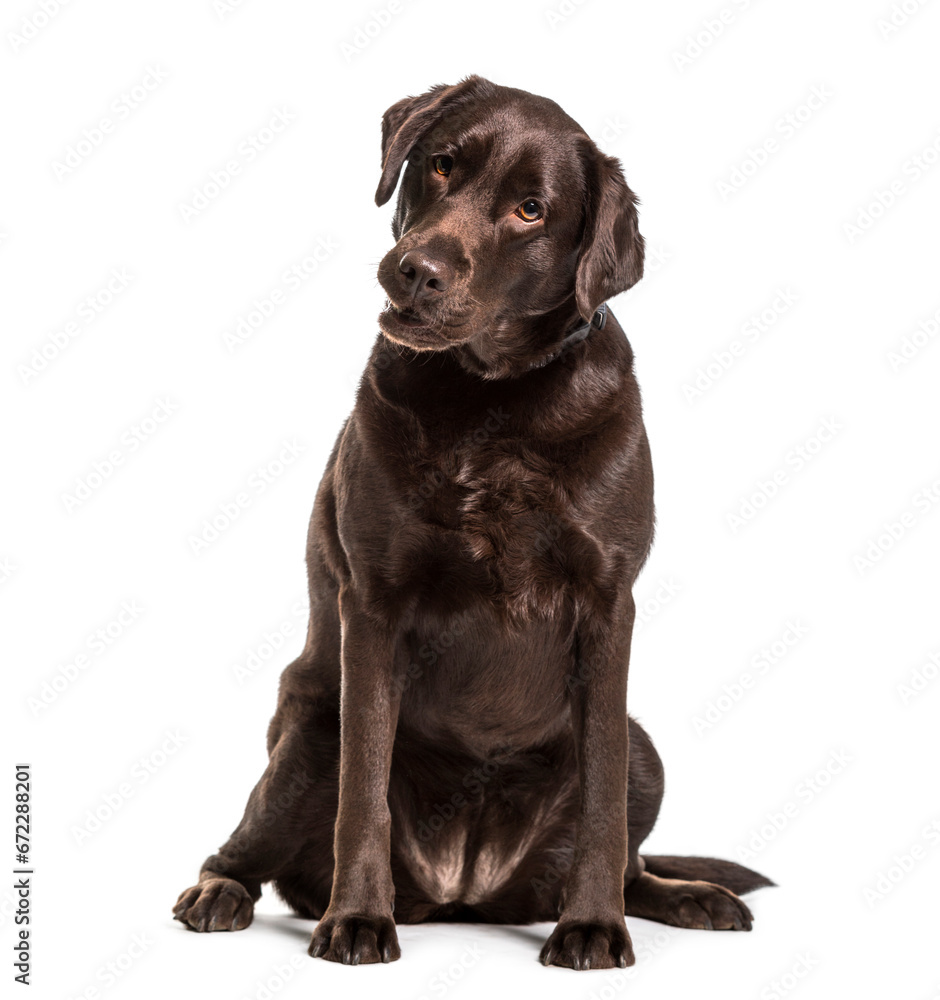 Labrador retriever dog sitting, cut out Labrador retriever dog sitting, cut out