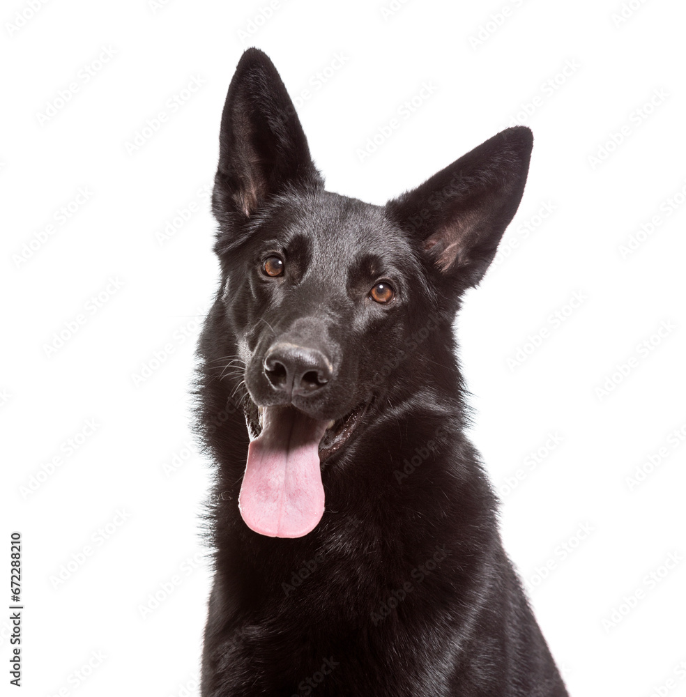 Close-up of German Shepherd Dog panting, cut out Close-up of German Shepherd Dog panting, cut out