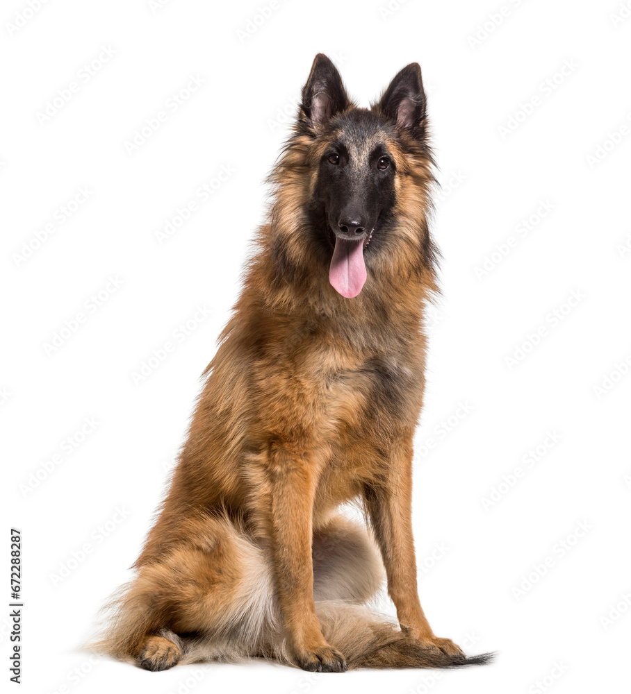 Panting German Shepherd Dog sitting, cut out Panting German Shepherd Dog sitting, cut out