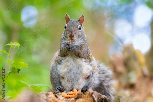 Gray squirrel perched atop a large fallen tree in a lush green forest enjoying a snack of nuts.