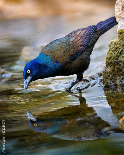 Closeup of a common grackle perched on a rock in Kingston, Ontario, Canada. photo