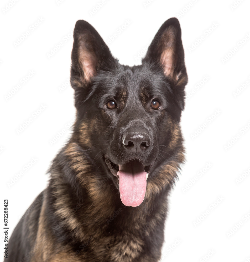 Fototapeta premium Close-up of German Shepherd Dog panting, cut out