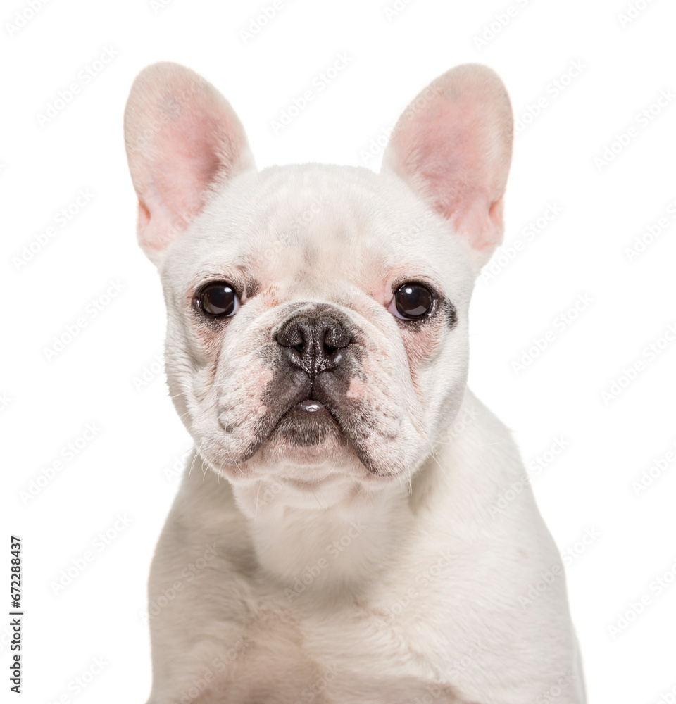 Close-up of up French bulldog dog, cut out