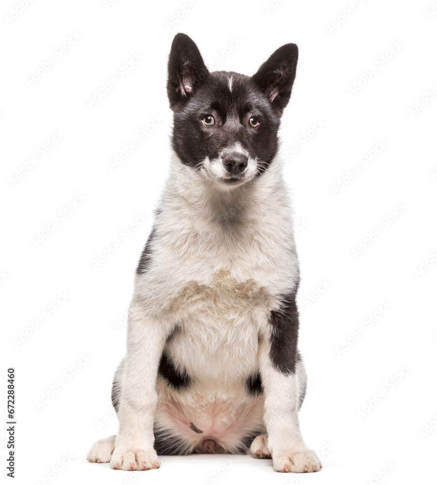 Obraz premium Karelian bear dog sitting,cut out