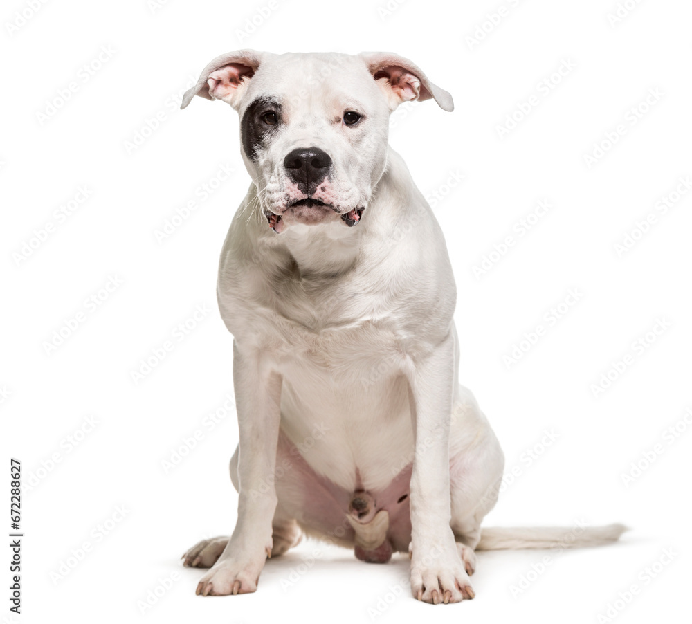 Dogo Argentino, Dog, pet, studio photography, cut out Dogo Argentino, Dog, pet, studio photography, cut out
